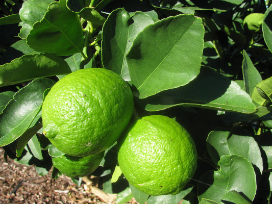 Persian Lime Tree 2–3 Ft Tall Live Citrus Plant