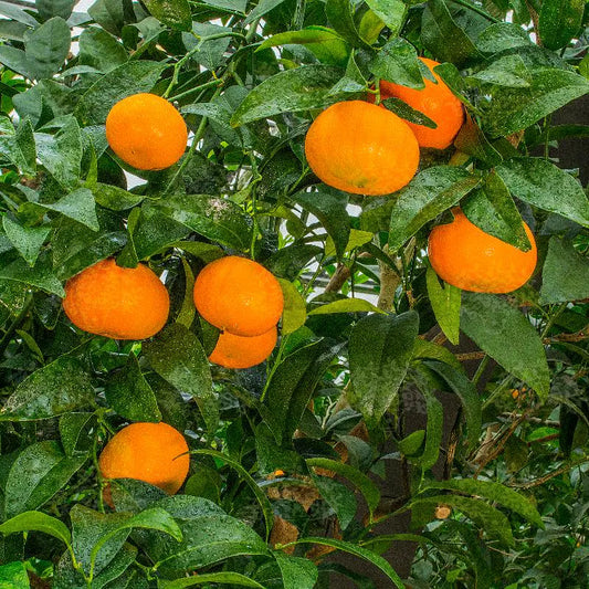 Murcott Mandarin Tree 2–3 Ft Tall
