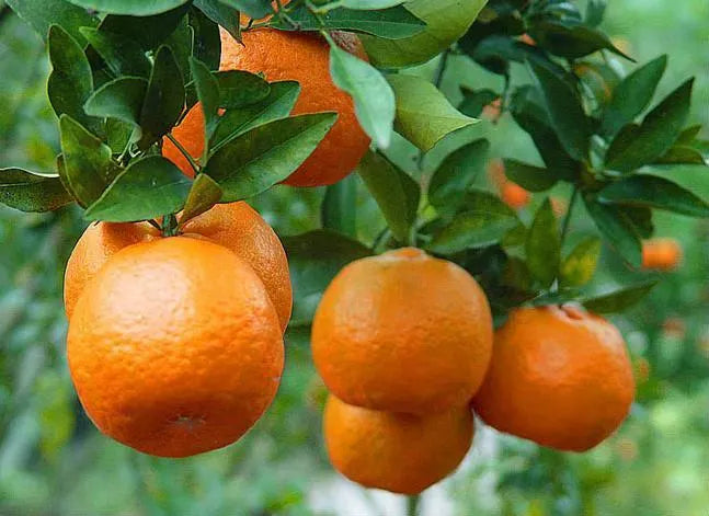 Ponkan Mandarin Tree 2–3 Ft Tall