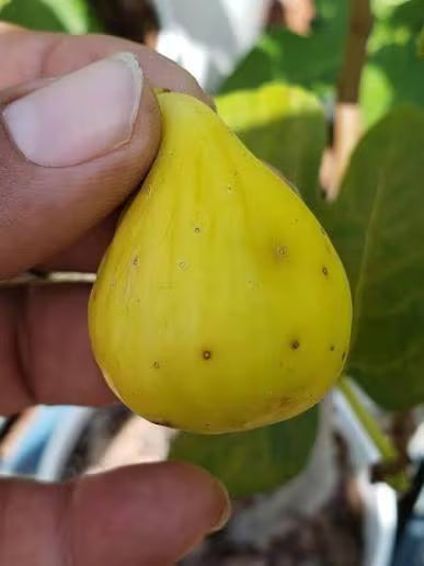 LSU Champagne Fig