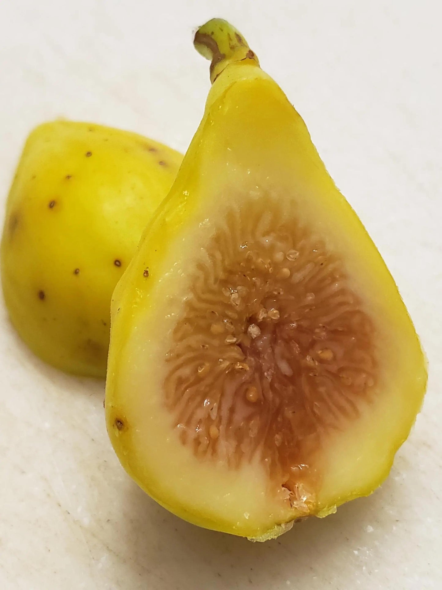 LSU Champagne Fig