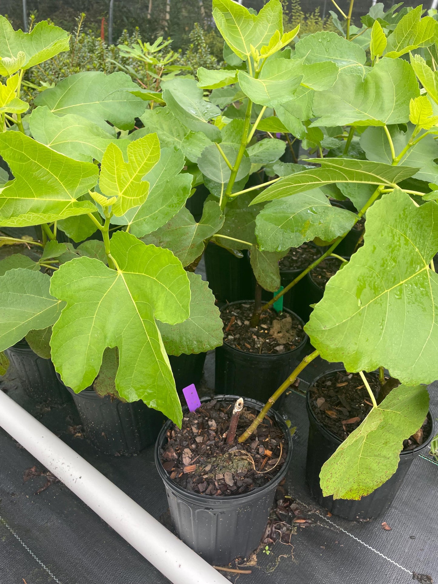 LSU Champagne Fig
