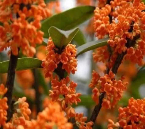 Orange Sweet Olive