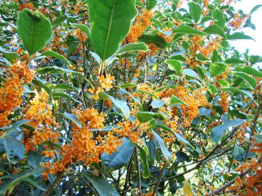 Orange Sweet Olive