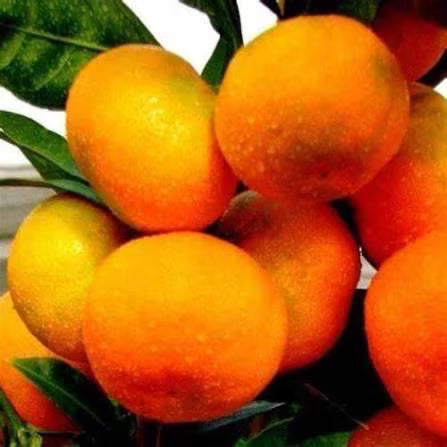 Miho Satsuma Tree 2–3 Ft Tall