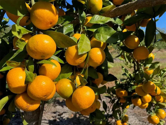 Early St. Ann Satsuma Tree 2–3 Ft Tall