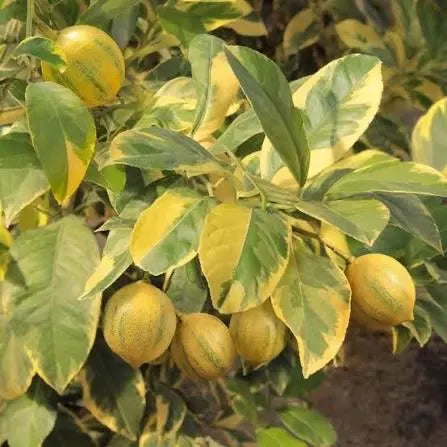 Variegated Pink Lemon Tree 2–3 Ft Tall