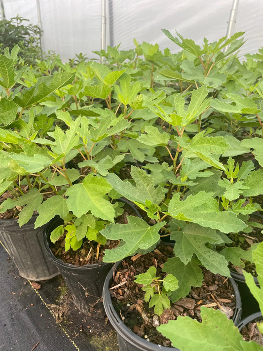 Violette De Bordeaux Fig