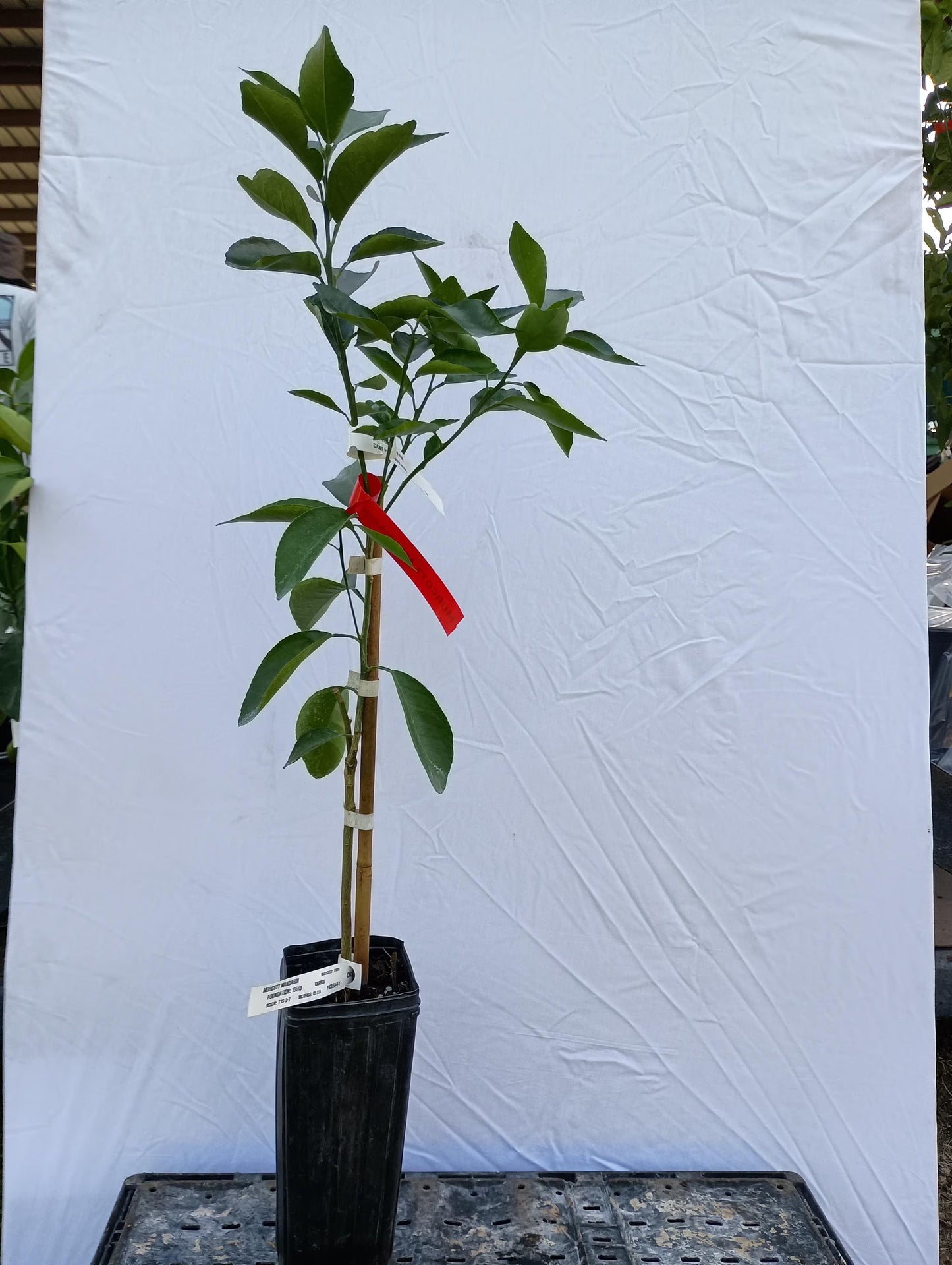 Murcott Mandarin Tree 2–3 Ft Tall