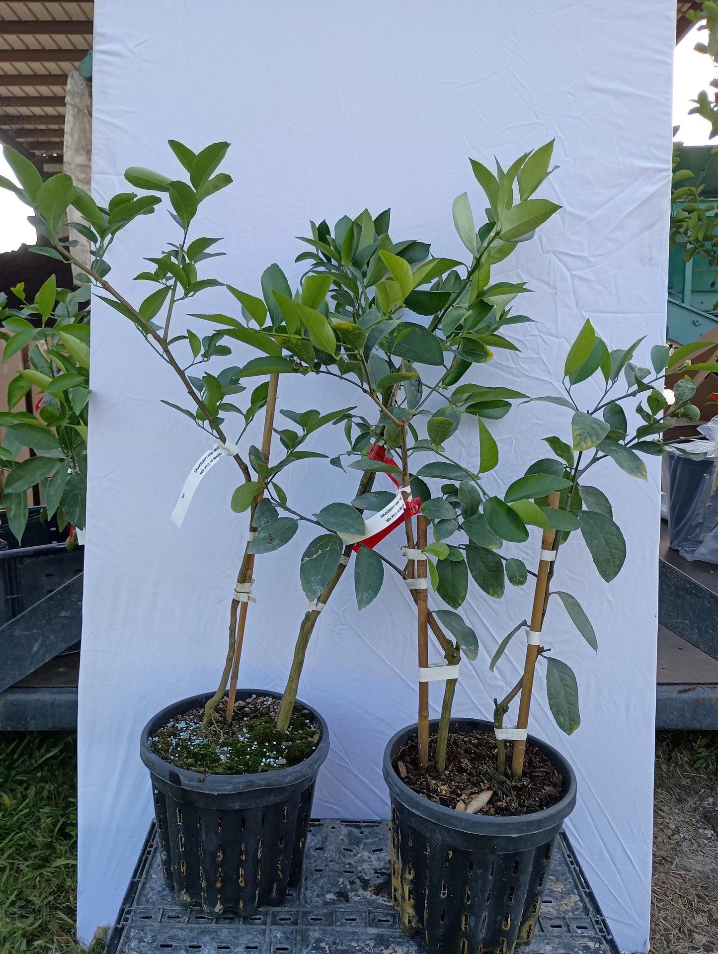 Meyer Lemon & Persian Lime Cocktail Tree