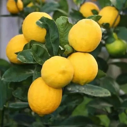 Meyer Lemon Tree 2-3 Ft