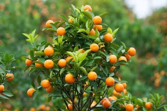 Early St. Ann Satsuma Tree 2–3 Ft Tall