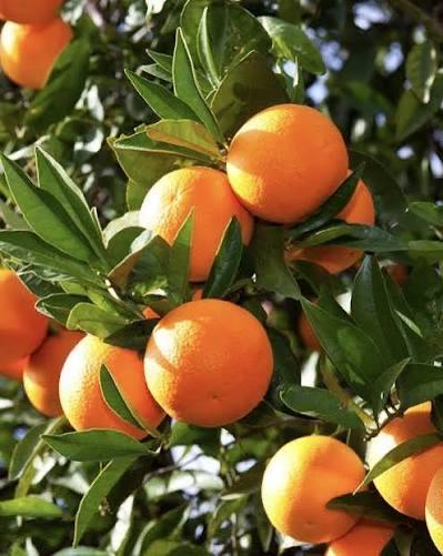 Pineapple Navel Orange Tree 2–3 Ft Tall