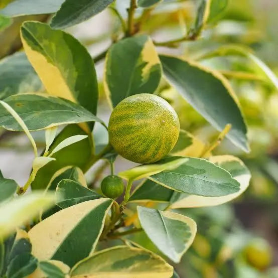 Variegated Pink Lemon Tree 2–3 Ft Tall