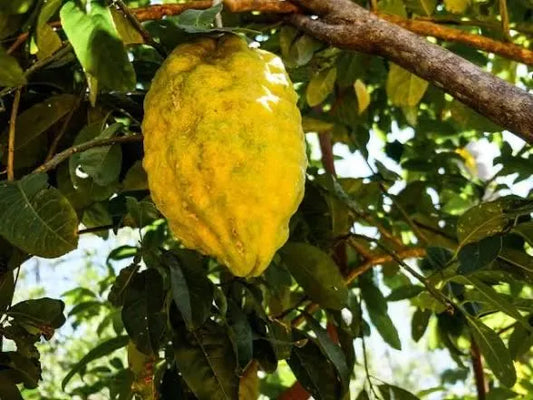 Ponderosa Lemon Tree 2–3 Ft Tall