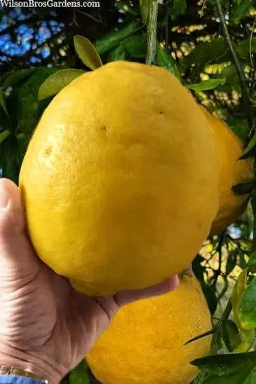 Ponderosa Lemon Tree 2–3 Ft Tall
