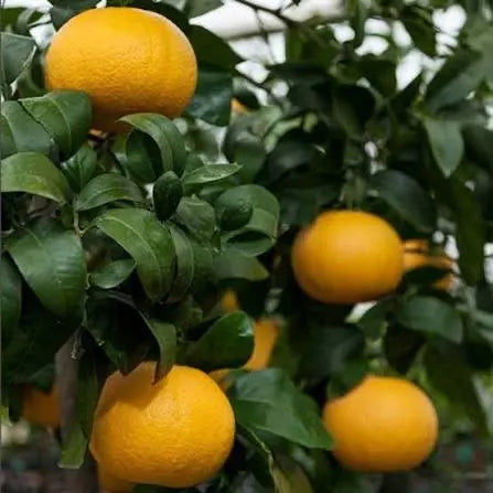 Rio Red Grapefruit Tree
