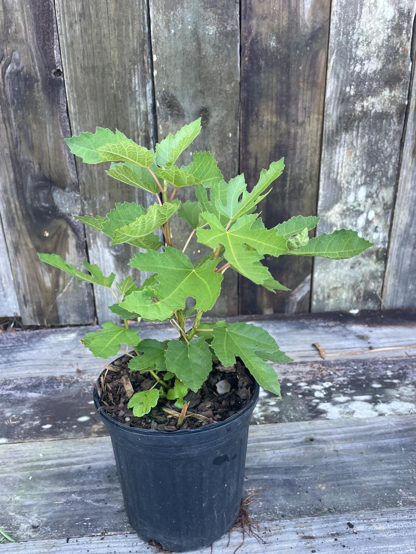 Fignomenal Fig