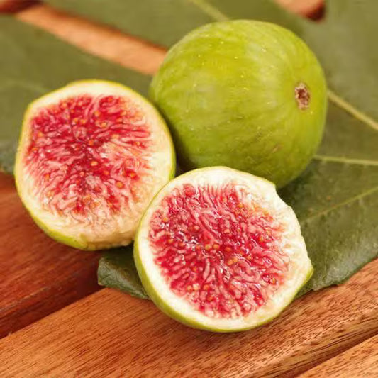 Italian Honey Fig Tree