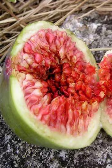 Desert King Fig Tree