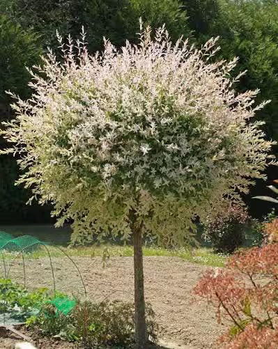 Variegated Dappled Willow Tree
