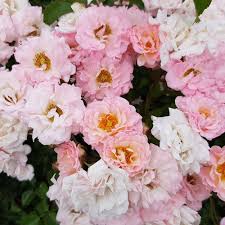 Blushing Drift Rose