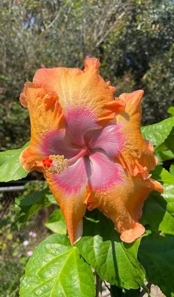 Dr. David Tate Cajun Hibiscus