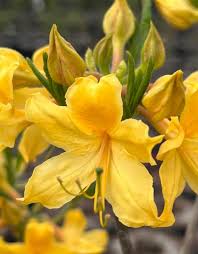 Lucy Native Azalea