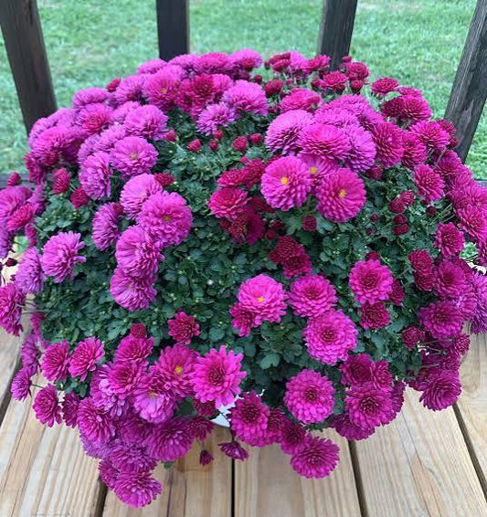 Purple Mum