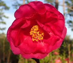 Martha Sims Camellia