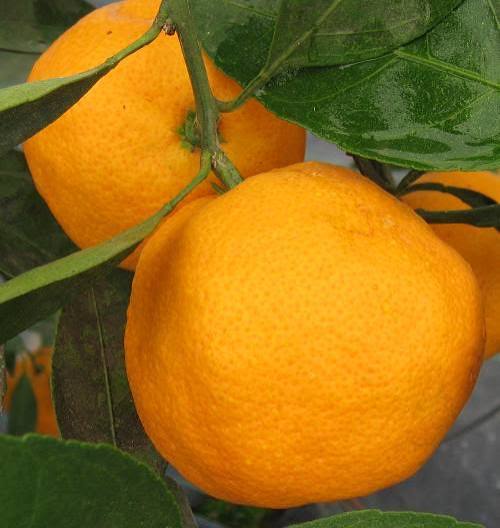 La Early Satsuma