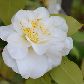 White Dove Camellia