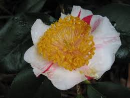 Tancho Camellia