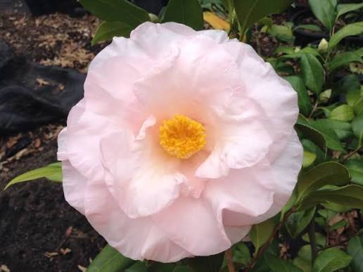 Moonlight Bay Camellia