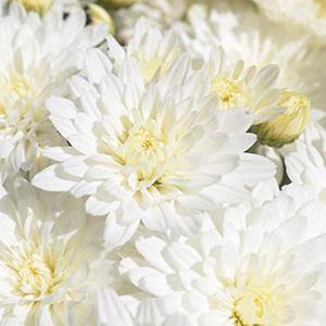 White Mum