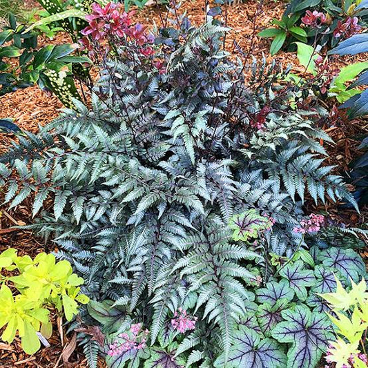 Godzilla Painted Fern