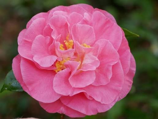 Marie Bracey Camellia