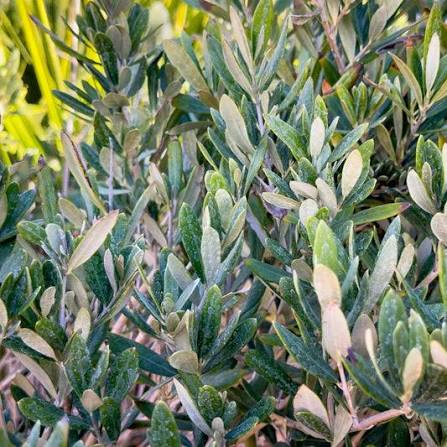 Wilsonii Olive Tree