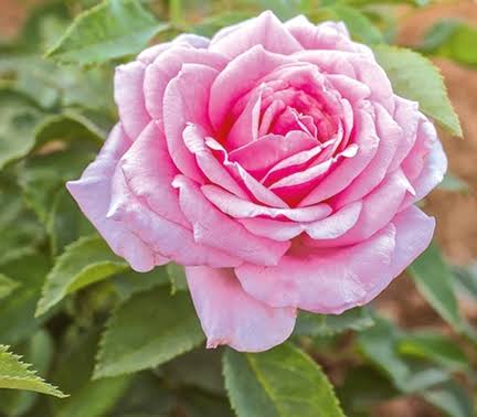 Belinda's Dream Rose