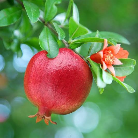 Texas Pink Pomegranate