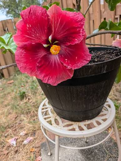 Lady Storm Cajun Hibiscus