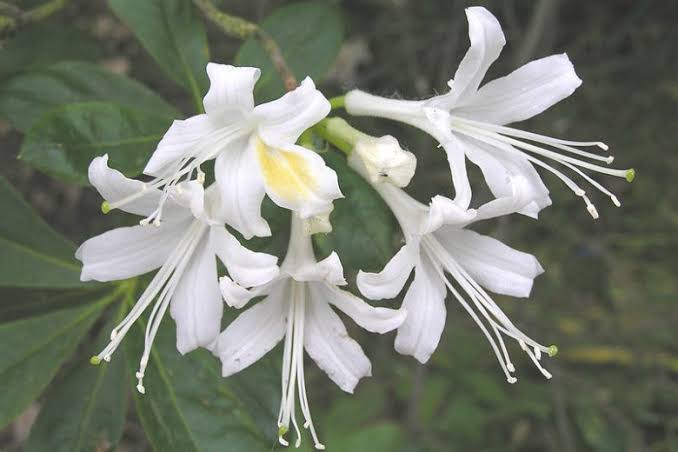 Alabama Native Azalea