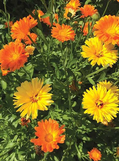 Calendula