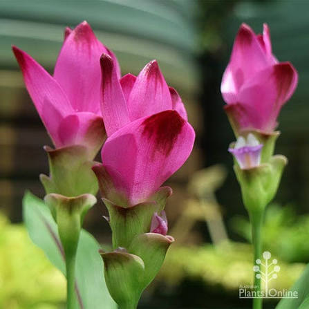Siam Splash Ornamental Ginger