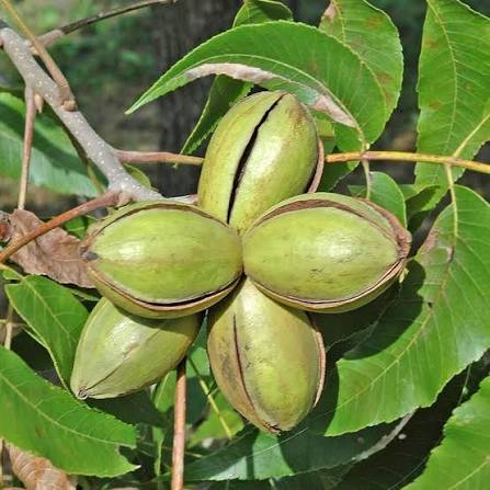 Lakota Pecan Tree