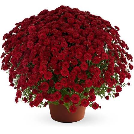 Red Mum