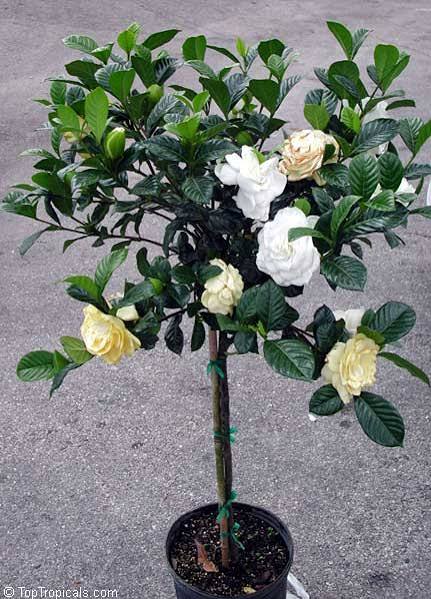 Aimee Gardenia Tree
