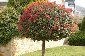 Dynamo Red Tip Photinia Tree