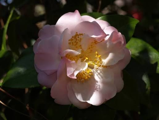 Nina Avery Camellia