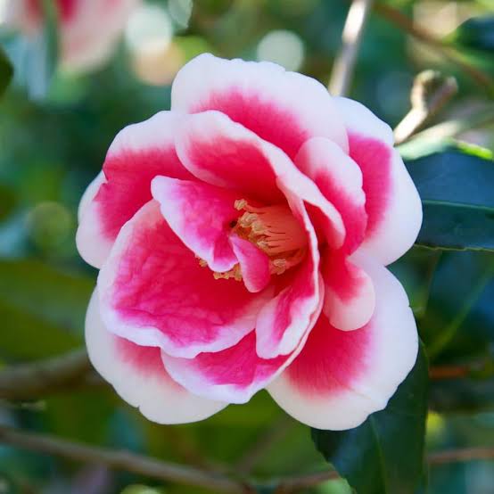 Christmas Carol Camellia